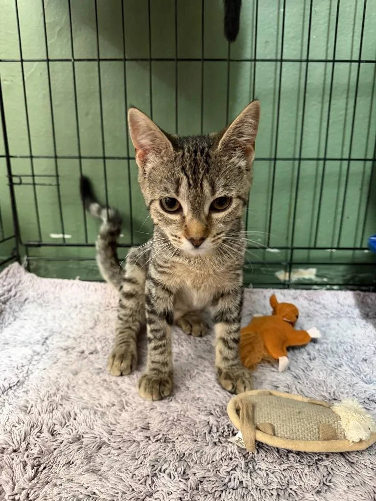 A baby small-sized female Domestic Short Hair cat named America for adoption in Port Jervis, NY