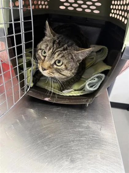 An adult medium-sized male Domestic Short Hair cat named Buddy for adoption in West Chester, PA