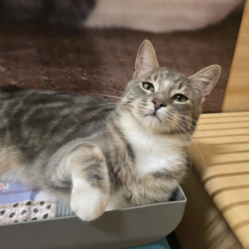 A young medium-sized male Tabby (Gray / Blue / Silver) Domestic Short Hair cat named Pie for adoption in Warr Acres, OK