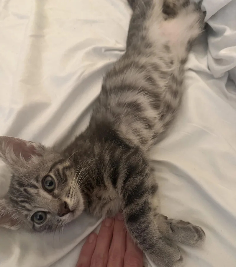 A baby medium-sized male Tabby cat named Percy for adoption in Royal Palm Beach, FL