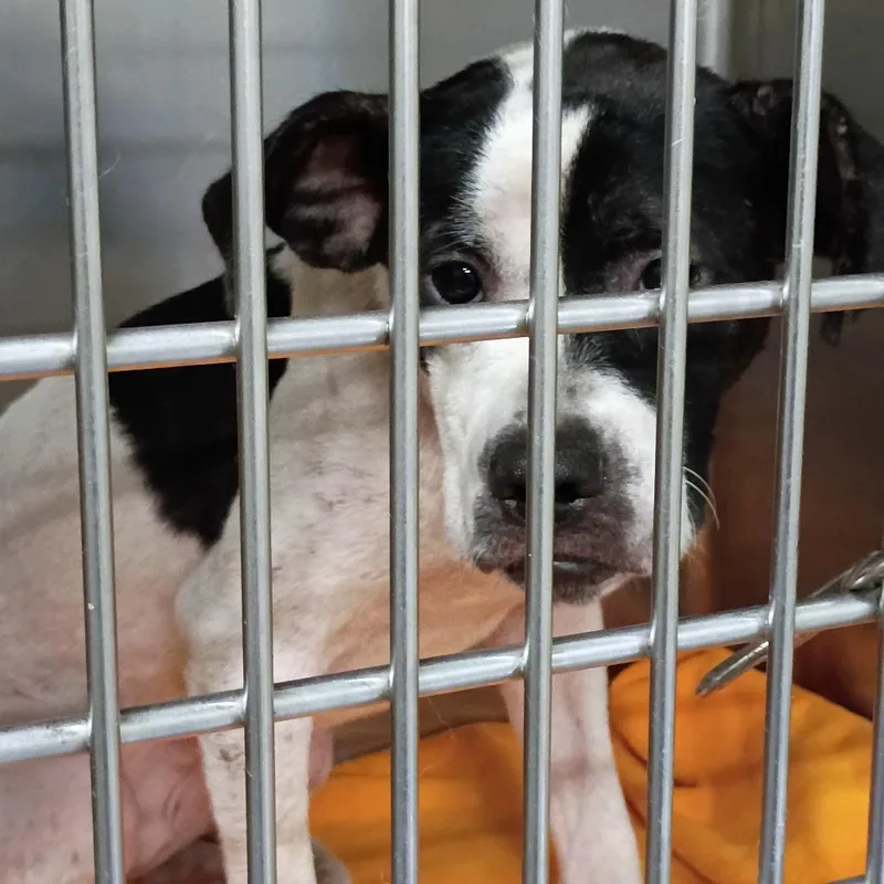 A young medium-sized female Brown / Chocolate Mixed Breed dog named StrayWoodHollowDrive for adoption in Columbus, GA