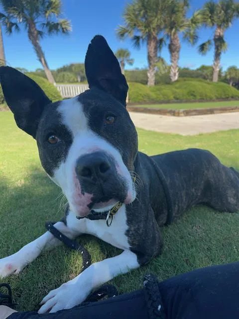 An adult large-sized male American Bulldog dog named Thomas for adoption in Brunswick, GA
