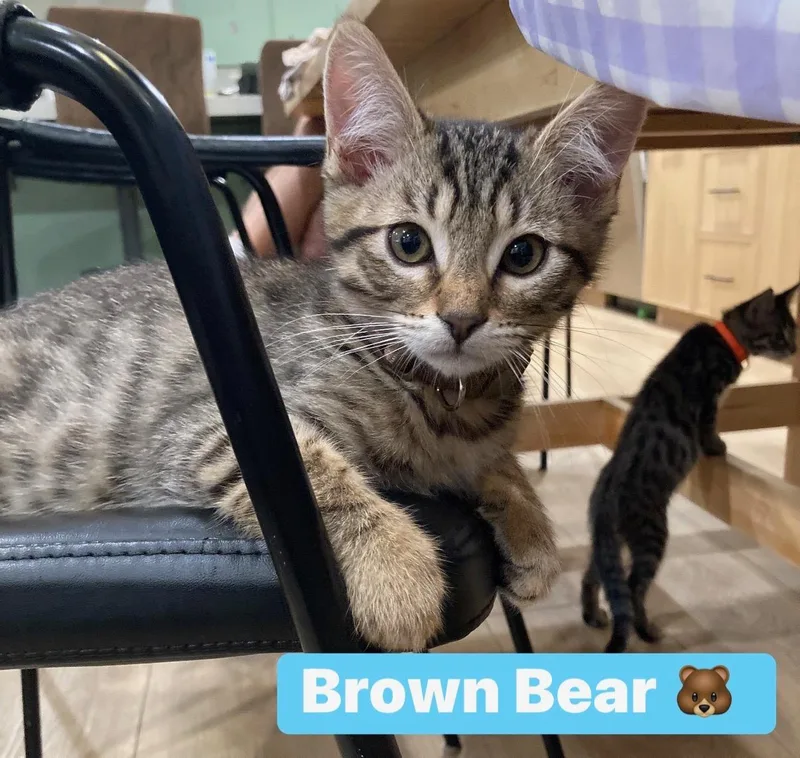 A baby small-sized male Tabby (Brown / Chocolate) Domestic Short Hair cat named Brown Bear for adoption in Orange, CA