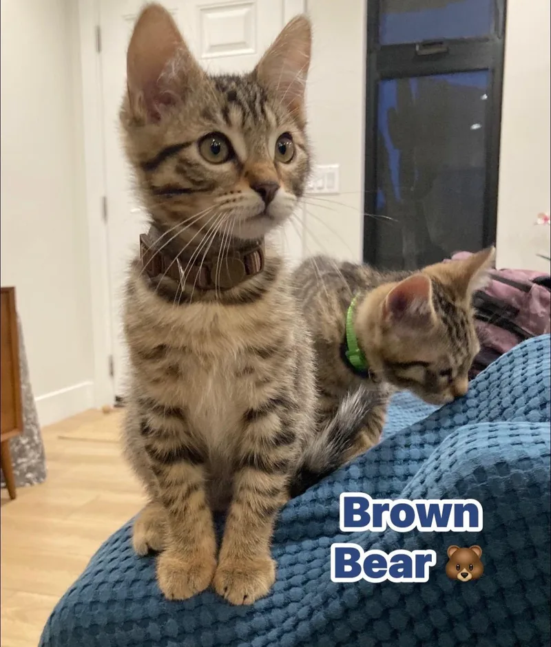 Brown Bear thumbnail 4