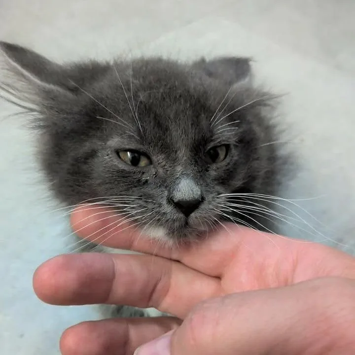 A baby small-sized male Gray / Blue / Silver Domestic Medium Hair cat named Loon for adoption in Spanish Fork, UT