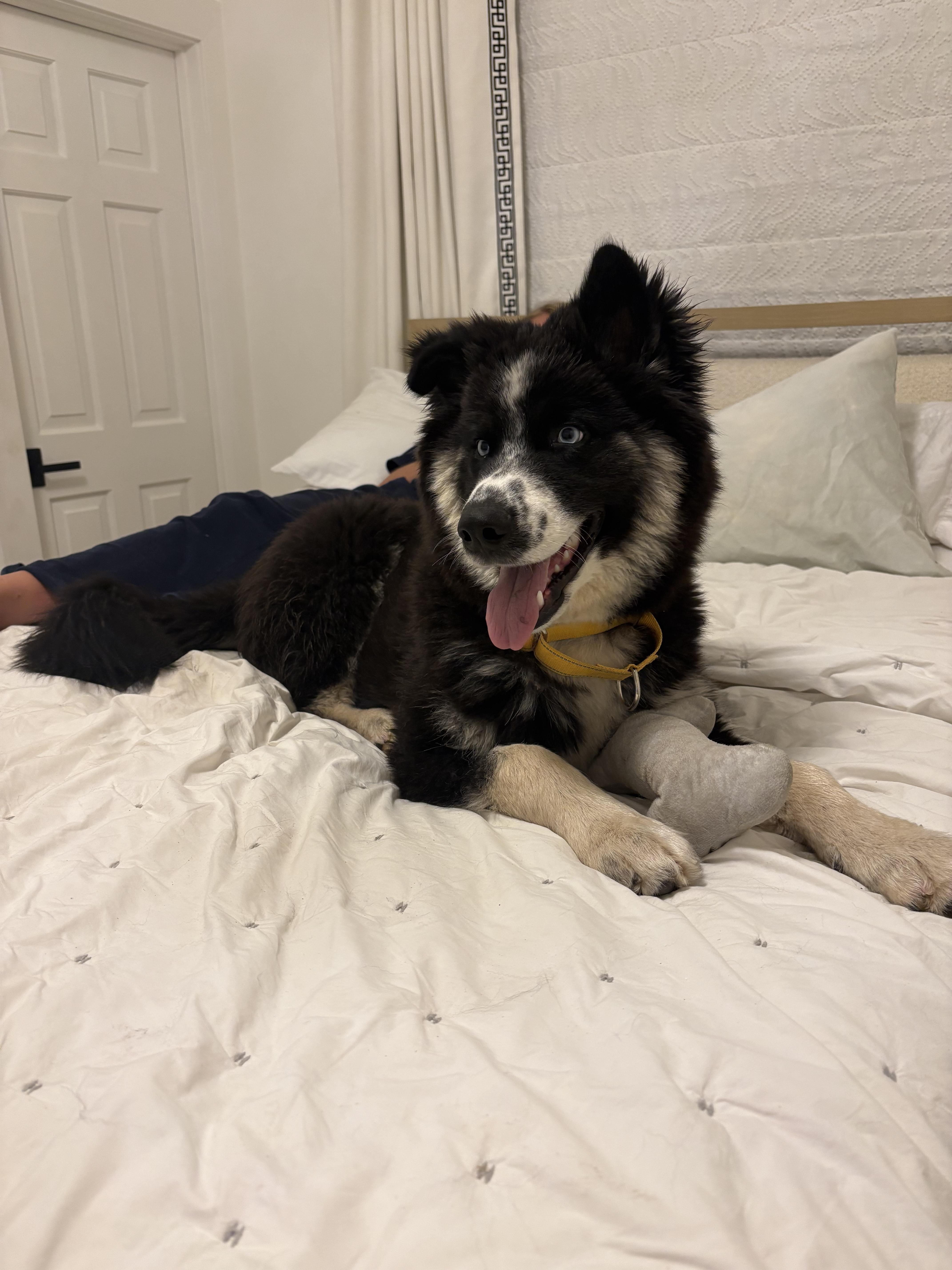 A young medium-sized male Siberian Husky dog named Moose for adoption in Tucson, AZ