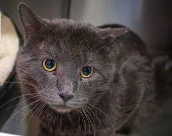 An adult large-sized male Gray / Blue / Silver Domestic Short Hair cat named Bash Aka Big Mac for adoption in Greenville, DE