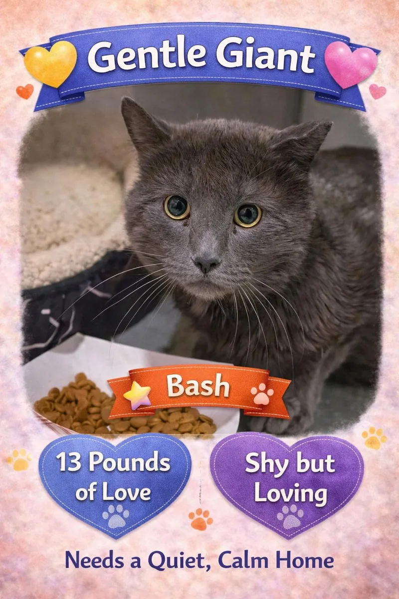 Bash Aka Big Mac thumbnail 3