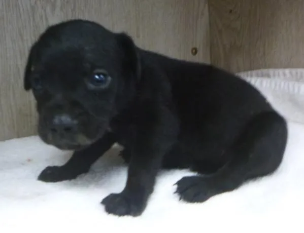 Pepper thumbnail 2