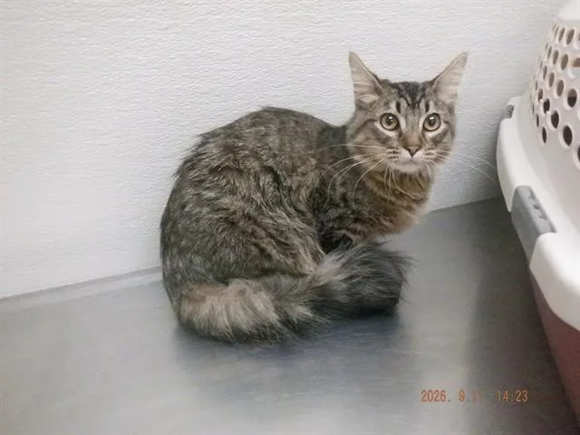 A young small-sized female Domestic Medium Hair cat named Starla for adoption in Oroville, CA