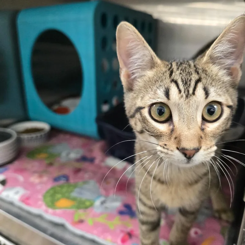 A baby small-sized male Black Domestic Short Hair cat named Oliver for adoption in Williston, FL