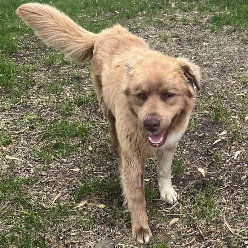 A young medium-sized male Brown / Chocolate Mixed Breed dog named Warren for adoption in Buffalo, MN