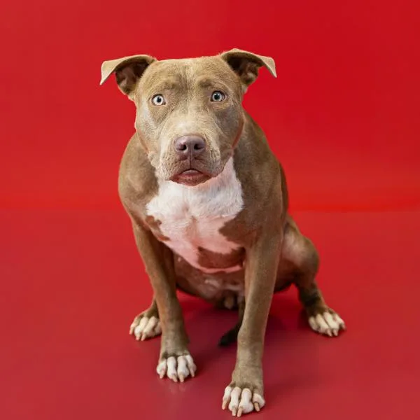 An adult medium-sized female Pit Bull Terrier dog named Pen  Toffee for adoption in Lawrenceville, GA
