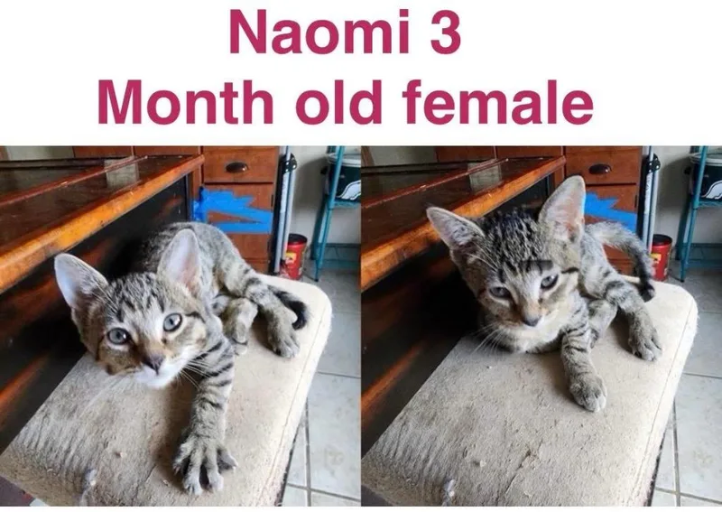 A baby small-sized female Domestic Short Hair cat named Naomi for adoption in Mustang, OK