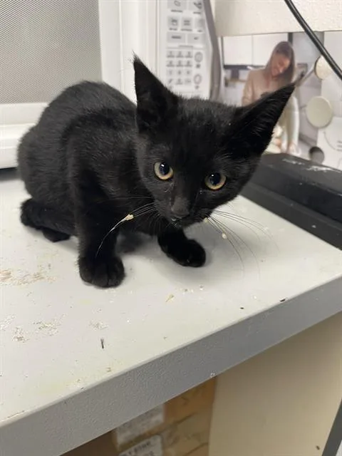 A baby small-sized male Domestic Short Hair cat named Echo for adoption in Santa Cruz, CA