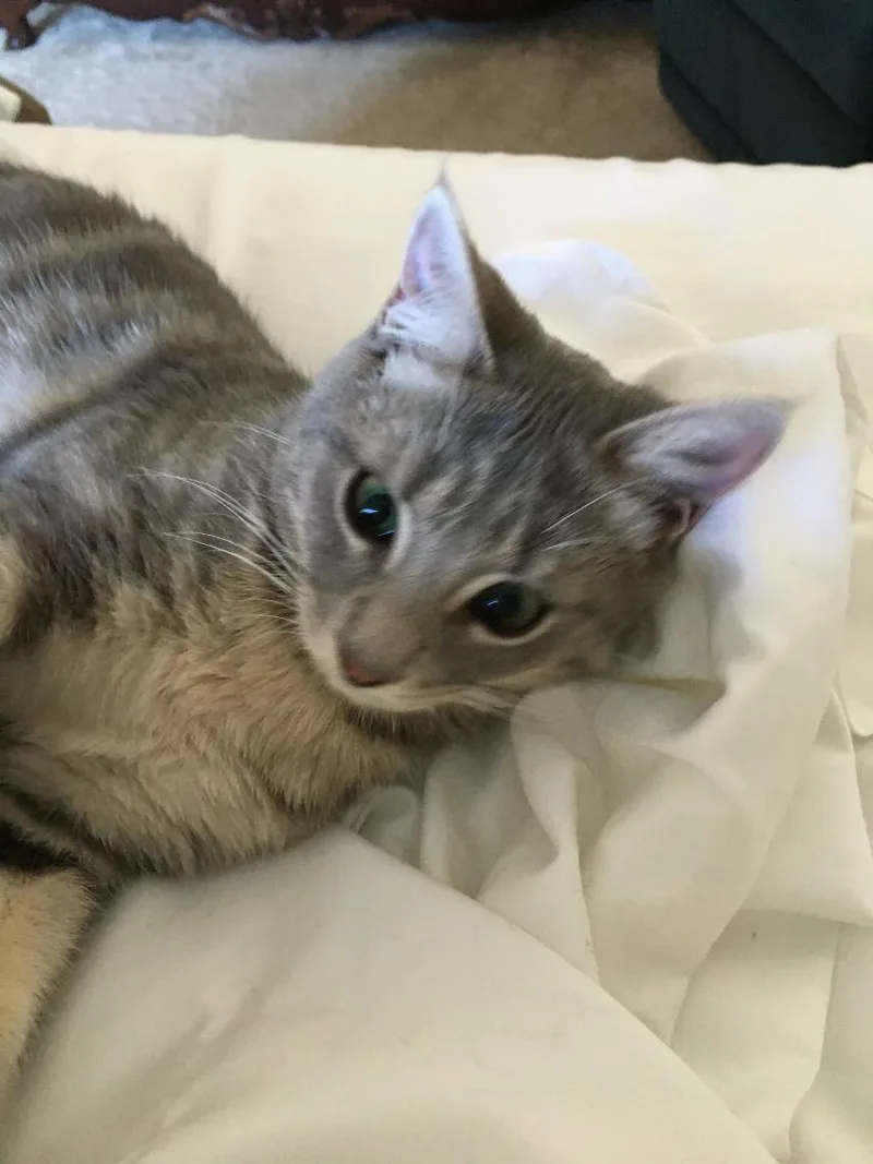 Sturgill thumbnail 2