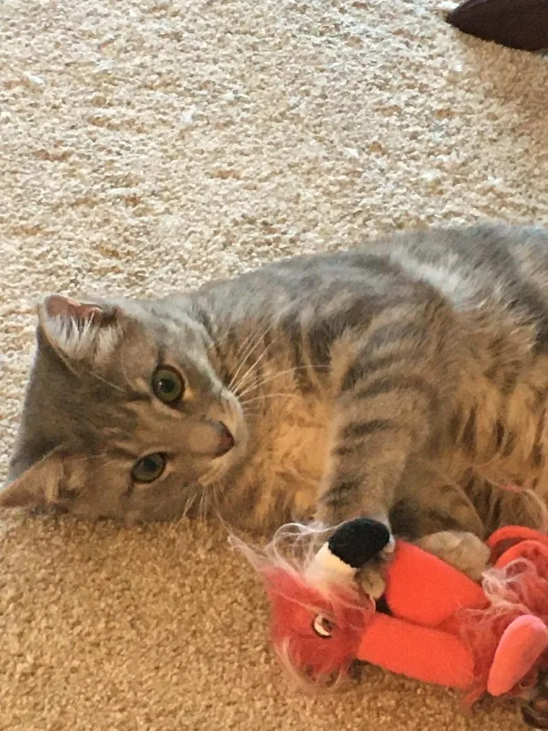 Sturgill thumbnail 3