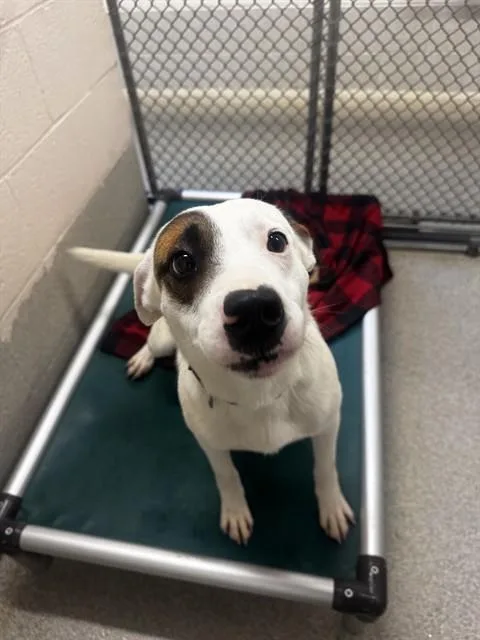 A young medium-sized male Terrier dog named Pancake for adoption in Statesville, NC