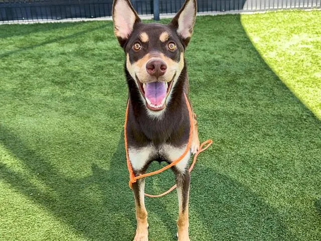 A young medium-sized female Collie dog named Isabella for adoption in Tustin, CA