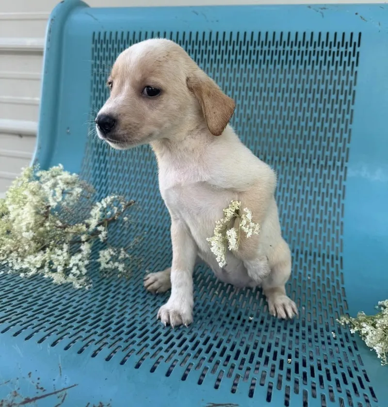 A young medium-sized female Apricot / Beige Labrador Retriever dog named Daisy for adoption in Vicksburg, MS