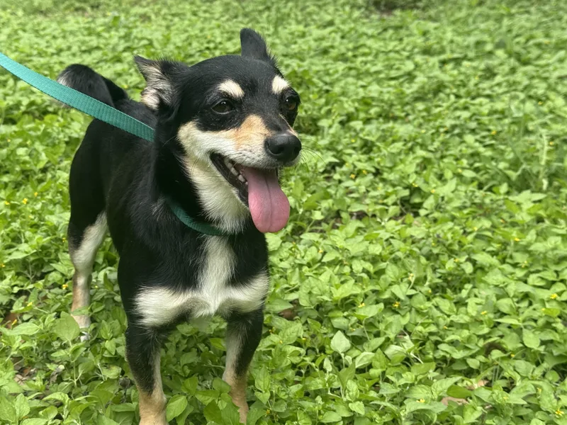 An adult small-sized female Tricolor (Brown, Black, & White) Chihuahua dog named Alice for adoption in Round Rock, TX