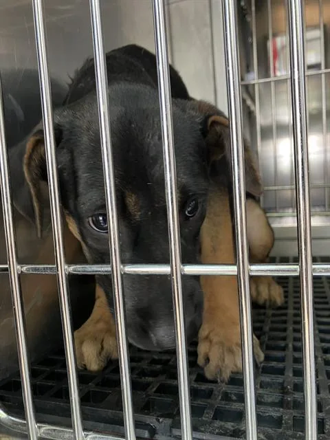 A baby large-sized male Mixed Breed dog named Scooter for adoption in Dallas, TX