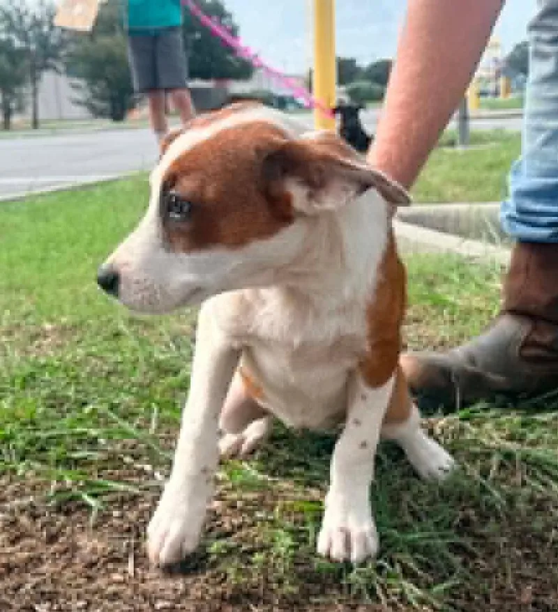 A baby medium-sized female White / Cream Mixed Breed dog named SadieM for adoption in Paramus, NJ