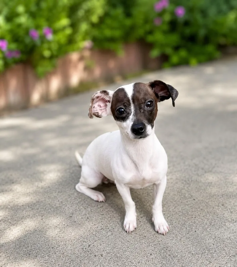 A young small-sized female White / Cream Rat Terrier dog named Millie for adoption in El Segundo, CA