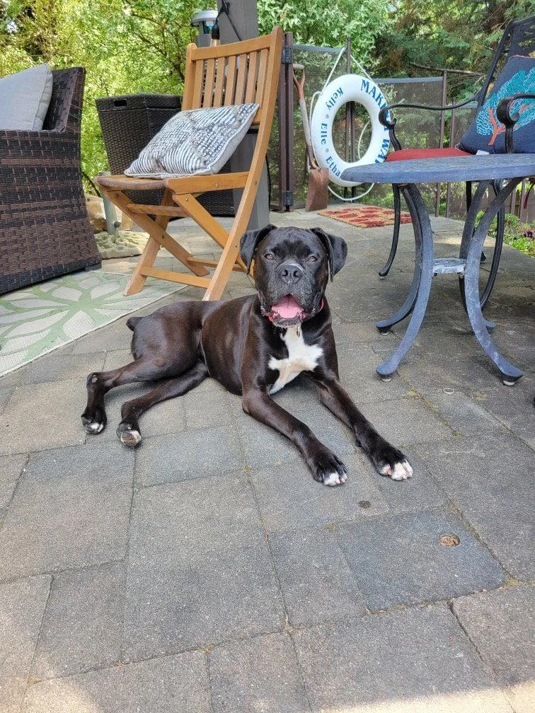 A young medium-sized female Boxer dog named Paisley for adoption in Monticello, NY