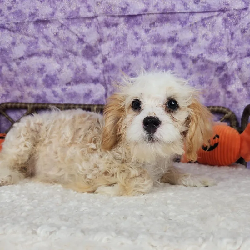 A baby small-sized female White / Cream Miniature Poodle dog named Honey for adoption in Fort Wayne, IN