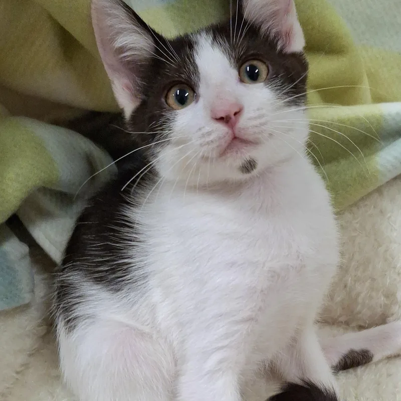 A baby small-sized male Black & White / Tuxedo Domestic Short Hair cat named Dot for adoption in Yorba Linda, CA