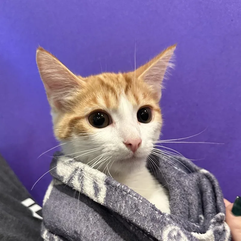 A baby medium-sized male Orange / Red Domestic Short Hair cat named Overalls for adoption in Washington Township, OH