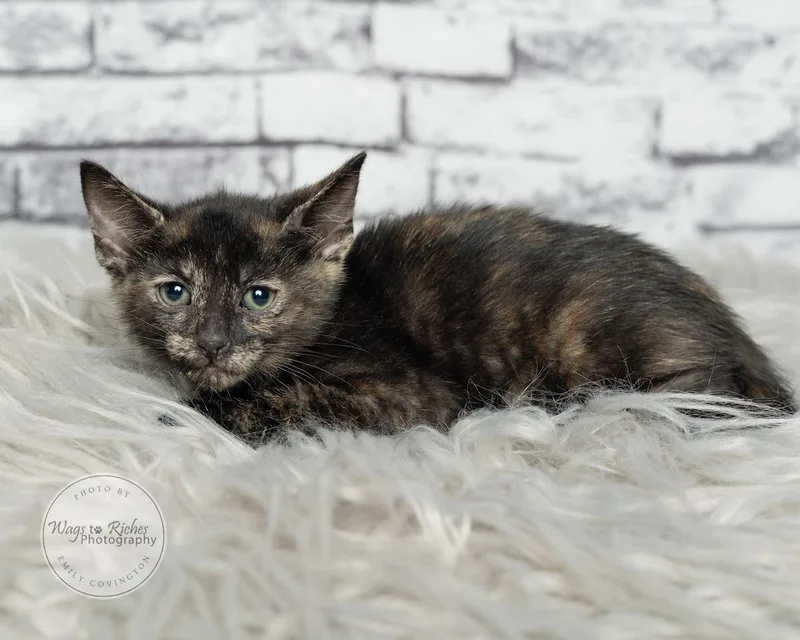 A baby medium-sized female Tortoiseshell cat named Annie for adoption in Tuscaloosa, AL