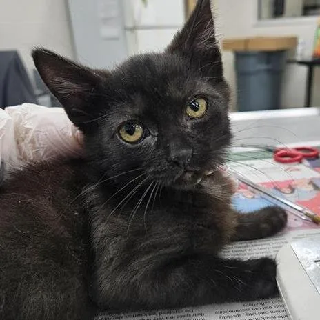 A baby small-sized male Black Domestic Medium Hair cat named Nick for adoption in Jacksonville, FL