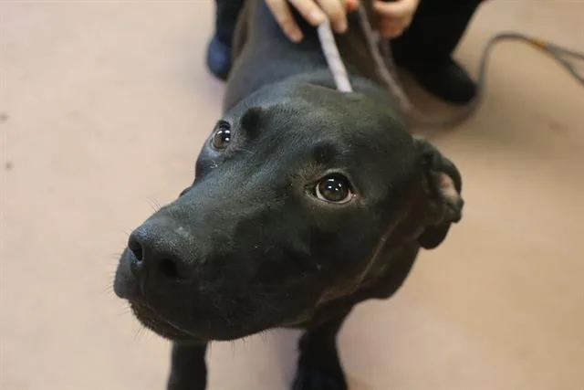A young medium-sized male Mixed Breed dog named Bop for adoption in Columbia, SC
