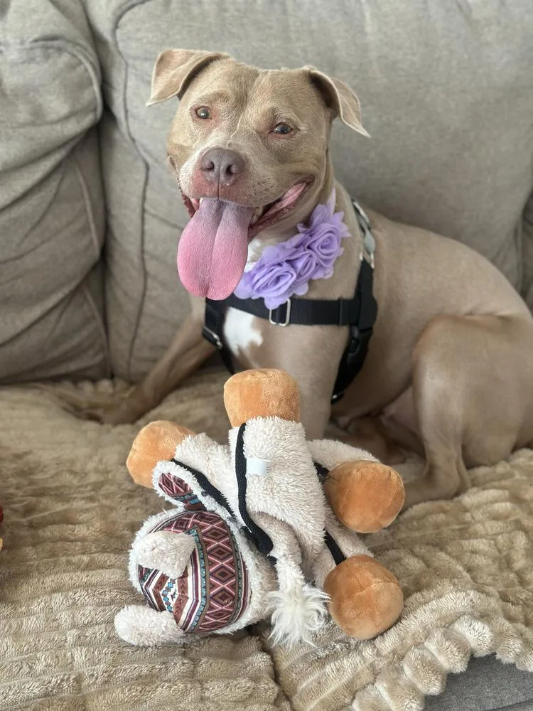 An adult medium-sized female Brown / Chocolate Mixed Breed dog named Ginger Spice for adoption in New York, NY