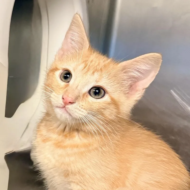 A baby small-sized male Orange / Red Domestic Short Hair cat named Buzz for adoption in Palm Springs, CA