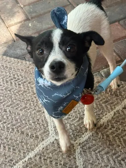 A young small-sized male Chihuahua dog named Manchis for adoption in Matthews, NC
