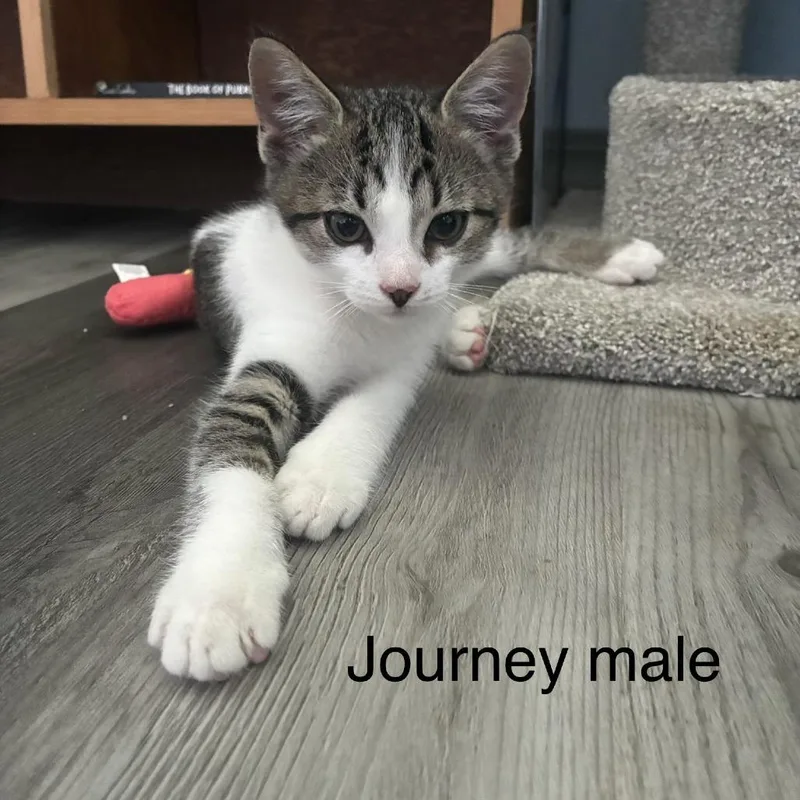 Journey