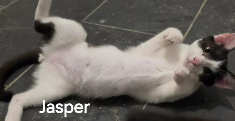 A young medium-sized male Black & White / Tuxedo Domestic Short Hair cat named Jasper for adoption in Versailles, KY