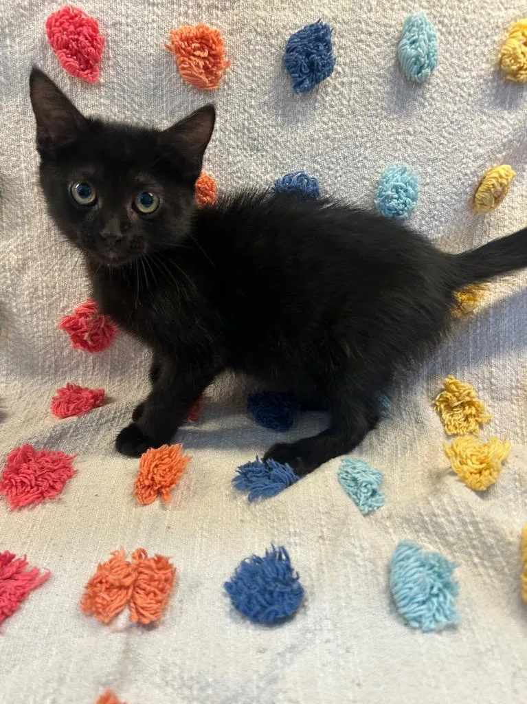 A baby medium-sized male Domestic Medium Hair cat named Sylvester for adoption in Denham Springs, LA