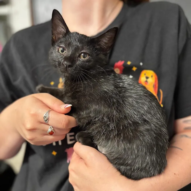 A baby small-sized female Black Domestic Short Hair cat named Soot for adoption in Edwardsville, IL