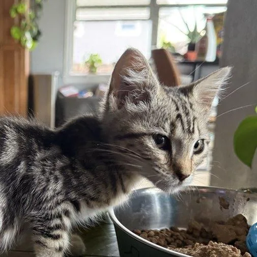 A baby small-sized female Brown / Chocolate Domestic Short Hair cat named Penelope for adoption in Laramie, WY