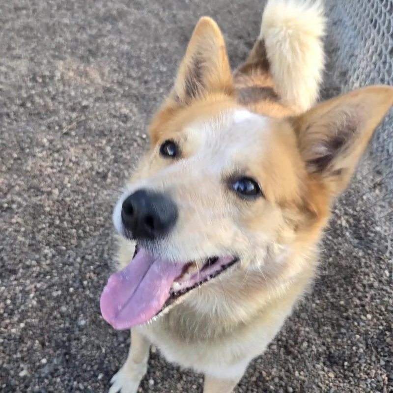 An adult medium-sized male Merle (Red) Australian Cattle Dog / Blue Heeler dog named Rusty for adoption in Black River Falls, WI