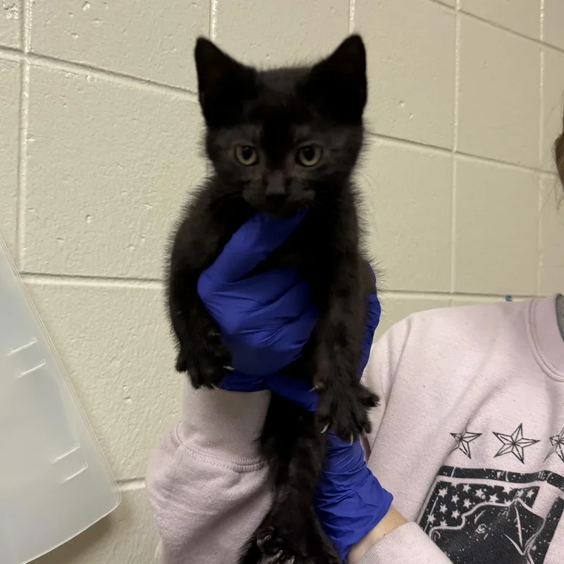 A baby small-sized female Domestic Short Hair cat named Ariel for adoption in Kearney, NE