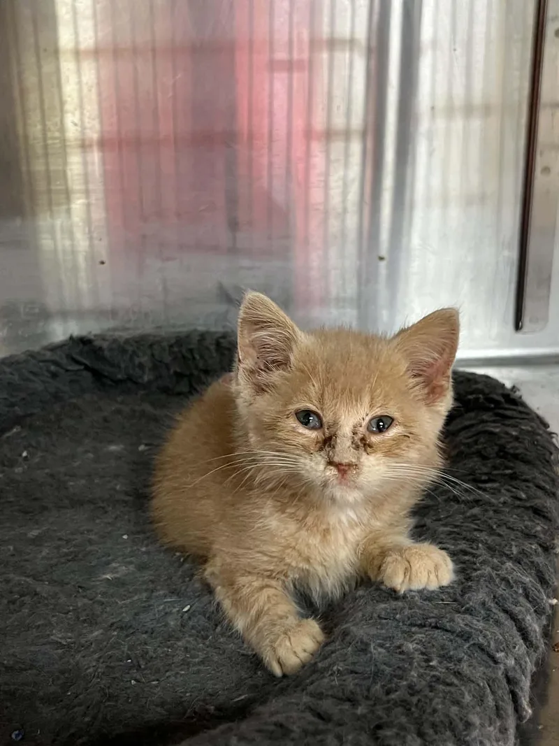 A young medium-sized male Domestic Short Hair cat named Mitch for adoption in Austin, MN