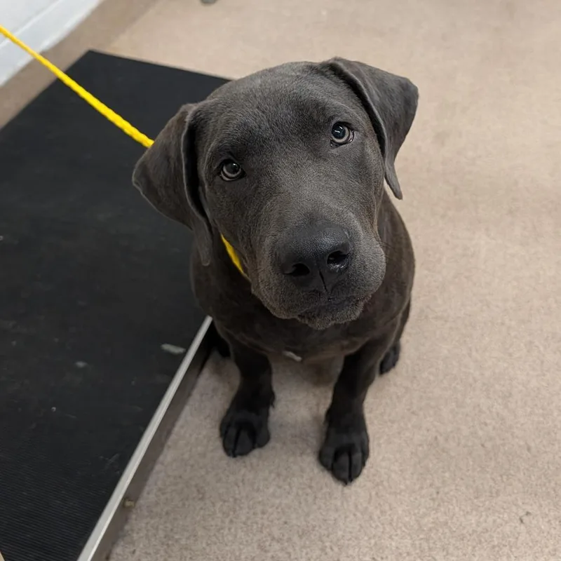 A young medium-sized male Gray / Blue / Silver Mixed Breed dog named Felix for adoption in Ardmore, OK