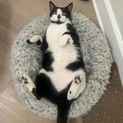 A young large-sized male Black Domestic Short Hair cat named Claude for adoption in San Diego, CA