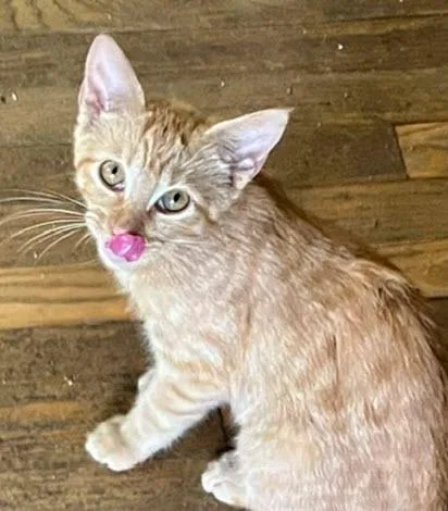 A baby medium-sized female Tabby (Orange / Red) Tabby cat named Buttercup Cutie for adoption in Los Angeles, CA