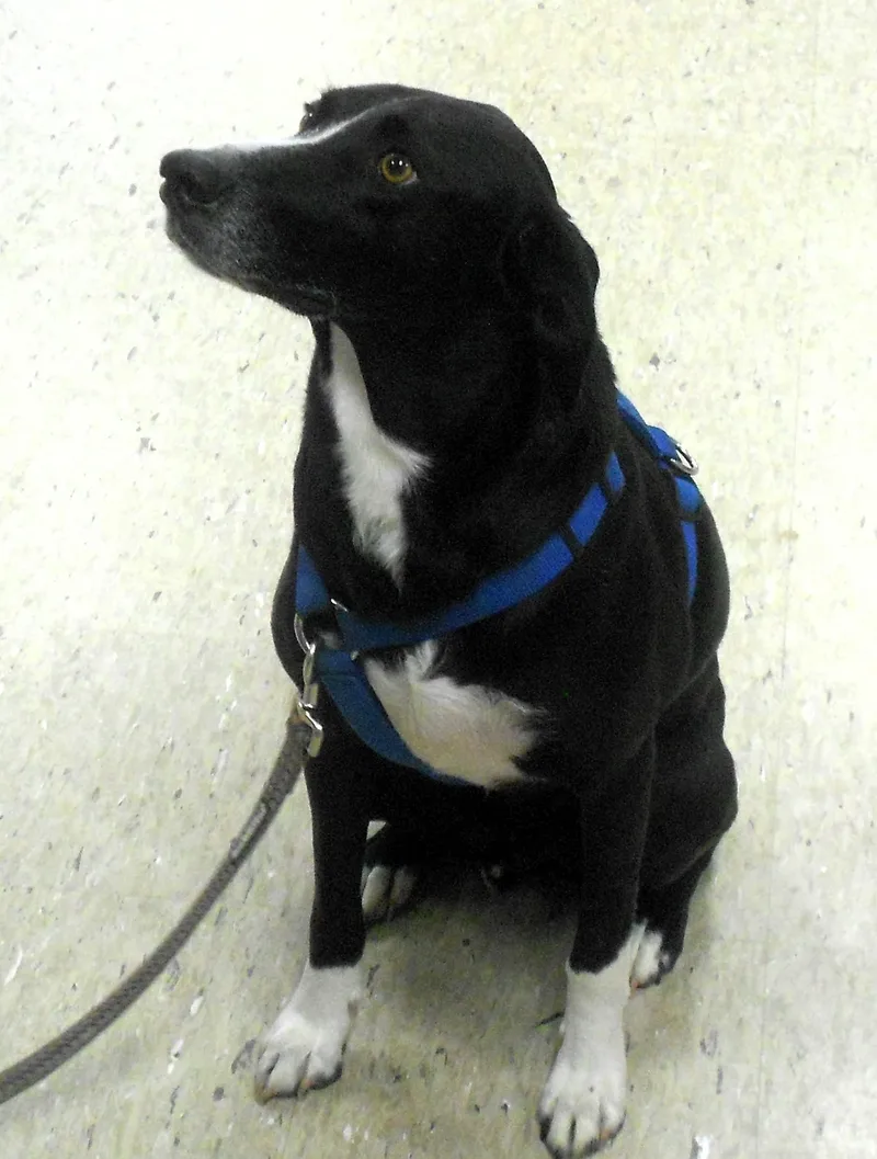 Buddy Lee thumbnail 2